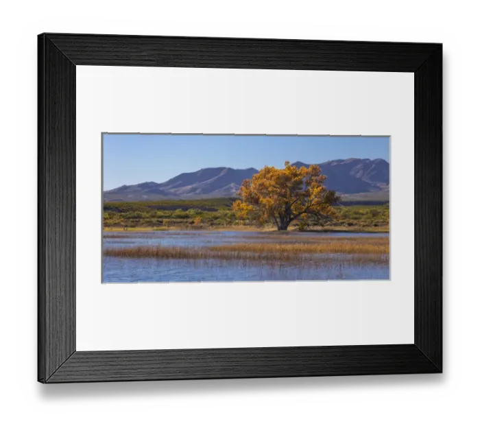 Framed Print : USA, New Mexico, Bosque del Apache National Wildlife Refuge. Autumn landscape. Credit as Framed Print : USA, New Mexico, Bosque del Apache National Wildlife Refuge. Autumn landscape. Credit as
