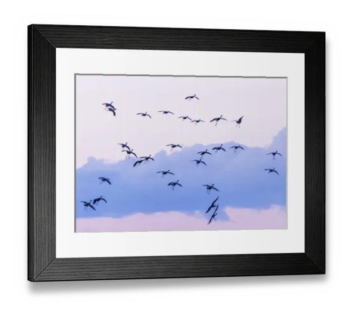 Framed Print : USA, New Mexico, Bosque del Apache National Wildlife Refuge. Sandhill cranes in flight near sunset Framed Print : USA, New Mexico, Bosque del Apache National Wildlife Refuge. Sandhill cranes in flight near sunset