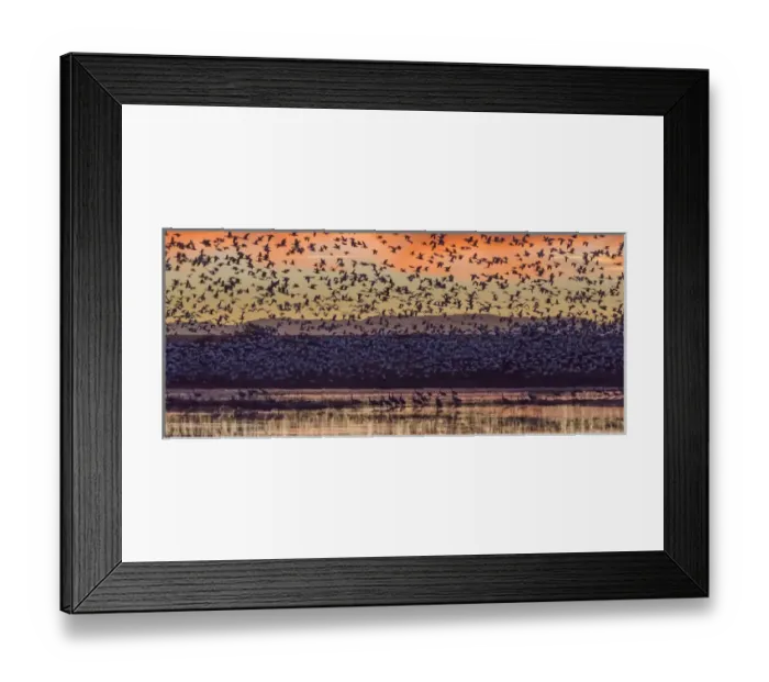 Framed Print : USA, New Mexico, Bosque del Apache National Wildlife Refuge Framed Print : USA, New Mexico, Bosque del Apache National Wildlife Refuge