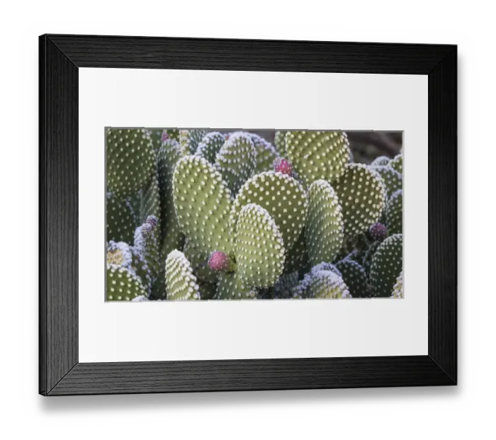 Framed Print : USA, New Mexico, Bosque del Apache National Wildlife Refuge Framed Print : USA, New Mexico, Bosque del Apache National Wildlife Refuge