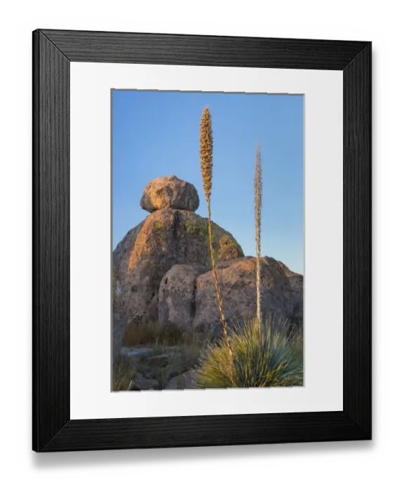 Framed Print : USA, New Mexico, City of Rocks State Park. Blooming sotol and boulders. Credit as Framed Print : USA, New Mexico, City of Rocks State Park. Blooming sotol and boulders. Credit as