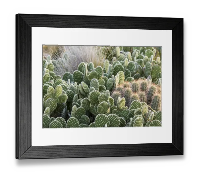 Framed Print : USA, New Mexico, Bosque del Apache National Wildlife Refuge. Group of beavertail prickly-pear cacti
