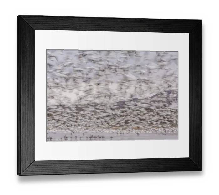 Framed Print : USA, New Mexico, Bosque del Apache National Wildlife Refuge. Snow geese flying over sandhill cranes Framed Print : USA, New Mexico, Bosque del Apache National Wildlife Refuge. Snow geese flying over sandhill cranes