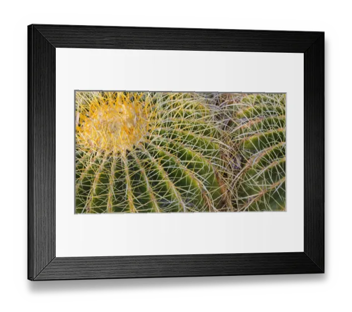 Framed Print : USA, New Mexico, Bosque del Apache National Wildlife Refuge. Detail of golden barrel cactus Framed Print : USA, New Mexico, Bosque del Apache National Wildlife Refuge. Detail of golden barrel cactus