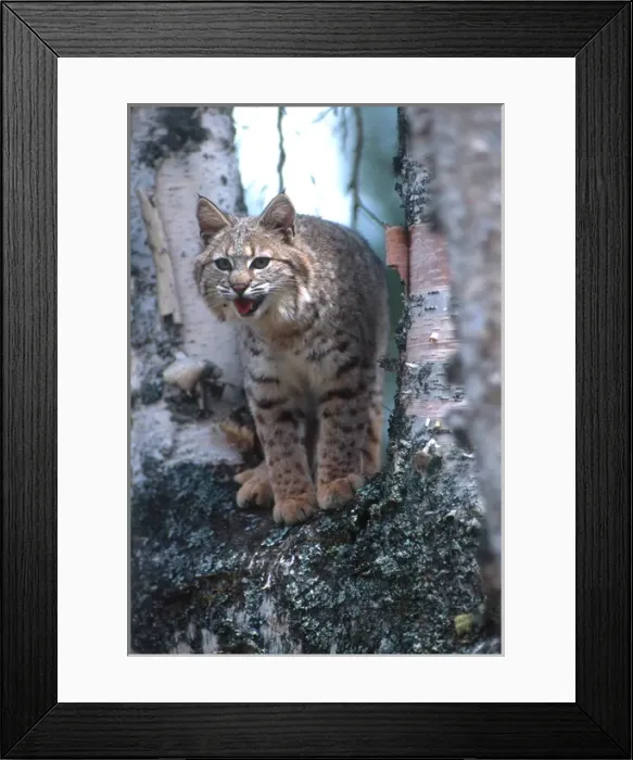 Framed Print : Bobcat (Lynx rufus) on a fallen birch limb Framed Print : Bobcat (Lynx rufus) on a fallen birch limb