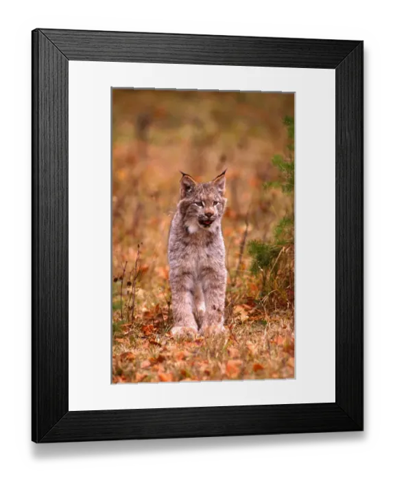 Framed Print : A bobcat out hunting in an autumn colored forest Framed Print : A bobcat out hunting in an autumn colored forest