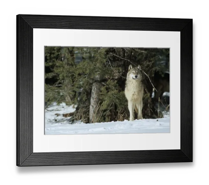 Framed Print : Gray Wolf (Canis lupis) in winter looking out through trees, MT (Captive Animal) Framed Print : Gray Wolf (Canis lupis) in winter looking out through trees, MT (Captive Animal)