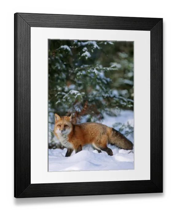 Framed Print : Red fox (Vulpes vulpes) walking in snow in winter, MT (Captive Animal) Framed Print : Red fox (Vulpes vulpes) walking in snow in winter, MT (Captive Animal)