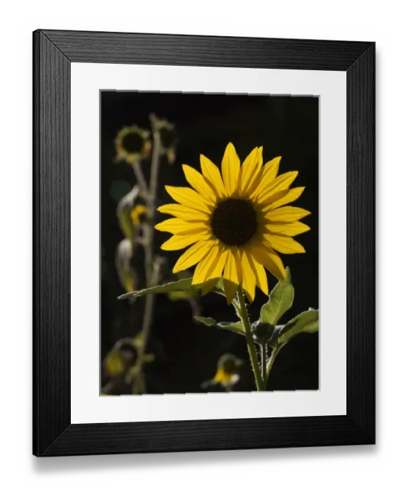 Framed Print : USA, New Mexico, Santa Fe, Backlit sunflower