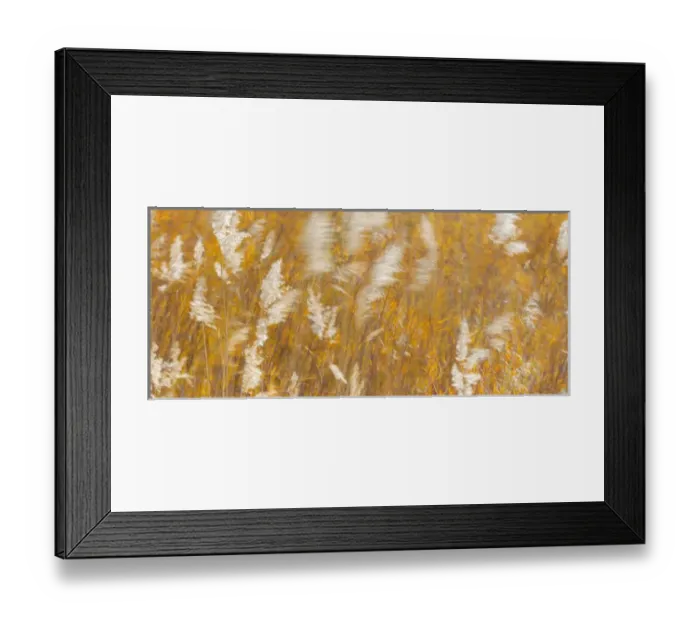 Framed Print : USA, New Mexico, Bosque del Apache National Wildlife Refuge. Panoramic of blowing grasses Framed Print : USA, New Mexico, Bosque del Apache National Wildlife Refuge. Panoramic of blowing grasses