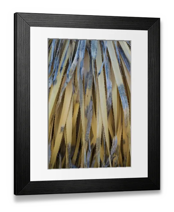 Framed Print : USA, New Mexico, Valley of Fires Recreation Area. Detail of dead sotol leaves. Credit as