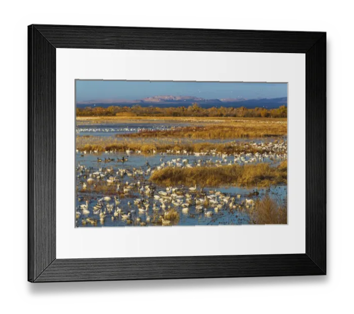 Framed Print : USA, New Mexico, Bosque del Apache National Wildlife Refuge. Canada and snow geese in water Framed Print : USA, New Mexico, Bosque del Apache National Wildlife Refuge. Canada and snow geese in water