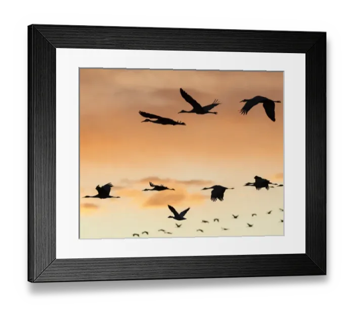 Framed Print : Sandhill Cranes in flight at sunset, Bosque del Apache NWR, NM Framed Print : Sandhill Cranes in flight at sunset, Bosque del Apache NWR, NM