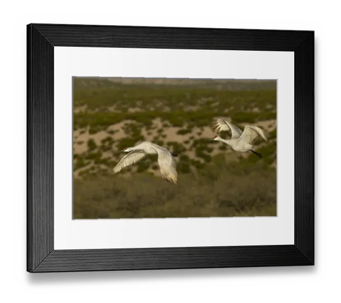 Framed Print : Sandhill cranes in flight, Bosque del Apache NWR, New Mexico Framed Print : Sandhill cranes in flight, Bosque del Apache NWR, New Mexico
