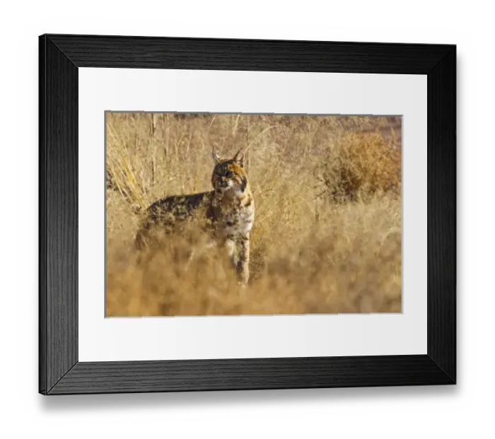 Framed Print : Bobcat walking through the brush, Lynx rufus baileyi, Bosque del Apache NWR, NM (wild)