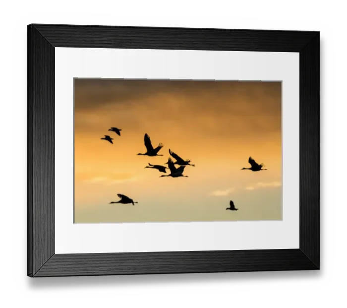 Framed Print : Cranes and geese in flight, Bosque del Apache NWR, NM Framed Print : Cranes and geese in flight, Bosque del Apache NWR, NM