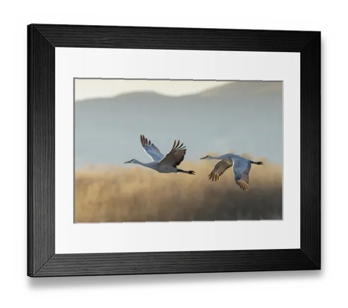 Framed Print : Sandhill Cranes take flight, Grus canadensis, Boseque del Apache, NWR, New Mexico