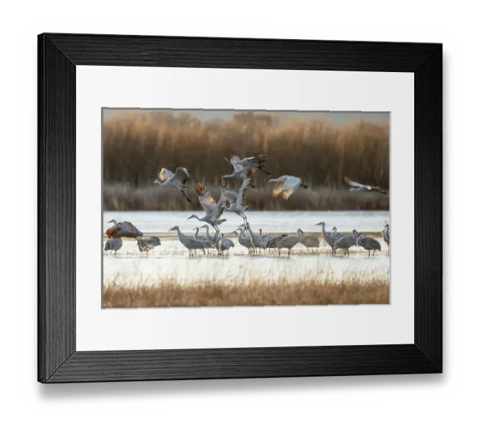 Framed Print : Sandhill Cranes take flight, Grus canadensis, Boseque del Apache, NWR, New Mexico Framed Print : Sandhill Cranes take flight, Grus canadensis, Boseque del Apache, NWR, New Mexico