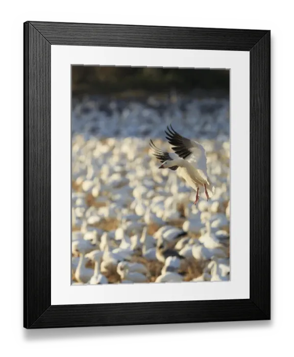Framed Print : Snow geese landing in corn fields, Chen caerulecens, Bosque del Apache NWR, New Mexico Framed Print : Snow geese landing in corn fields, Chen caerulecens, Bosque del Apache NWR, New Mexico