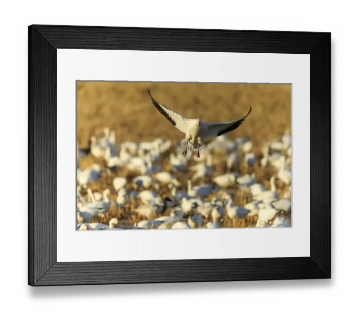 Framed Print : Snow goose landing in corn fields, Chen caerulecens, Bosque del Apache NWR, New Mexico Framed Print : Snow goose landing in corn fields, Chen caerulecens, Bosque del Apache NWR, New Mexico