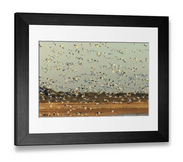 Framed Print : Snow geese take off from their morning roost, Bosque del Apache NWR, New Mexico