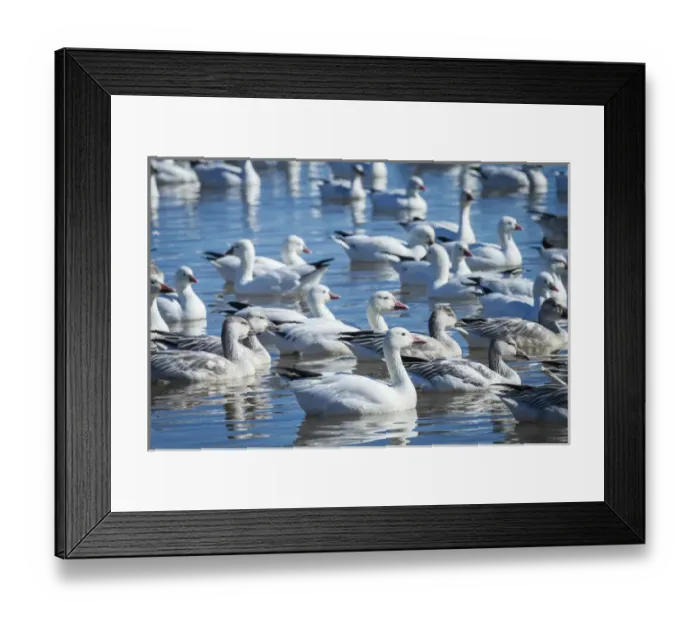 Framed Print : Rosss & Snow geese in freshwater pond, Chen rosssii, Bosque del Apache NWR Framed Print : Rosss & Snow geese in freshwater pond, Chen rosssii, Bosque del Apache NWR