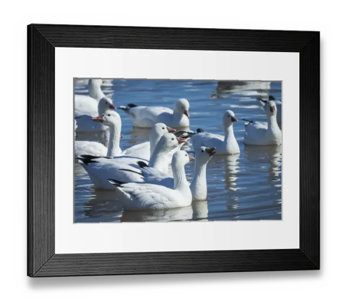 Framed Print : Rosss & Snow geese in freshwater pond, Bosque del Apache NWR, New Mexico Framed Print : Rosss & Snow geese in freshwater pond, Bosque del Apache NWR, New Mexico
