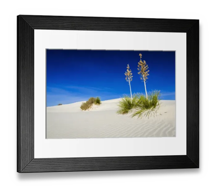 Framed Print : Soaptree Yucca (Yucca elata) and dunes, White Sands National Monument, New Mexico