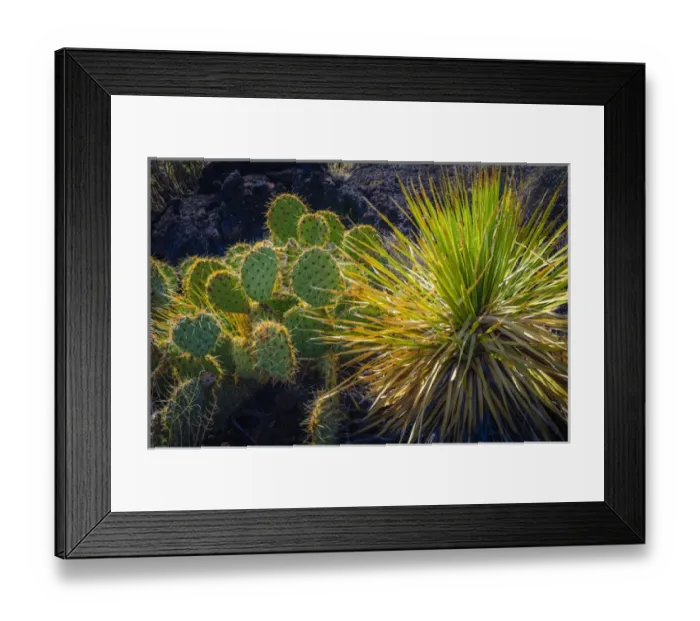 Framed Print : Cactus on the Malpais Nature Trail, Valley of Fires Natural Recreation Area, Carrizozo Framed Print : Cactus on the Malpais Nature Trail, Valley of Fires Natural Recreation Area, Carrizozo