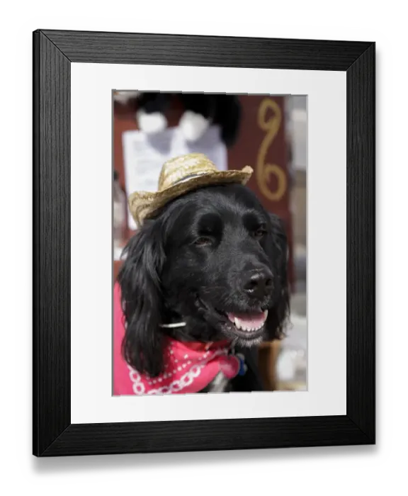 Framed Print : Dog in a small town parade. Truth or Consequences, New Mexico, USA Framed Print : Dog in a small town parade. Truth or Consequences, New Mexico, USA