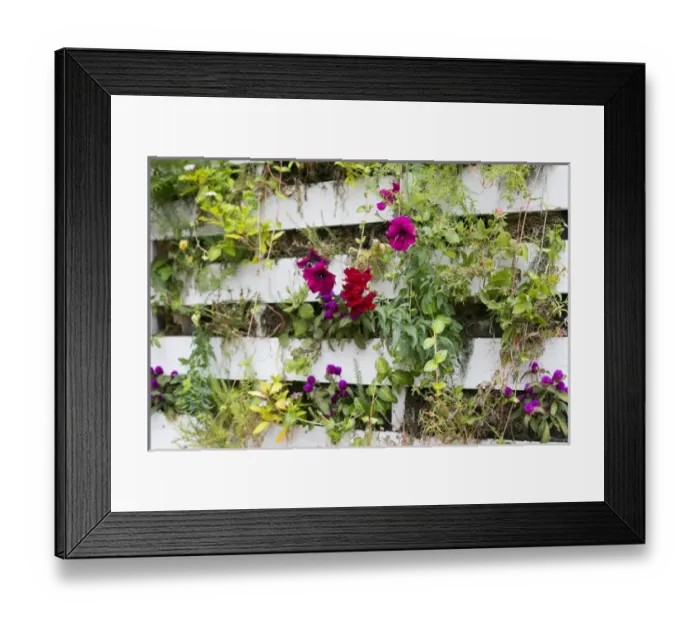 Framed Print : Close up of a living wall. Santa Fe, New Mexico, USA Framed Print : Close up of a living wall. Santa Fe, New Mexico, USA