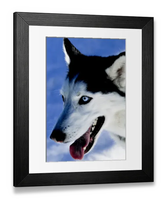 Framed Print : Portrait of a Husky, Santa Fe, New Mexico, USA. PR Framed Print : Portrait of a Husky, Santa Fe, New Mexico, USA. PR