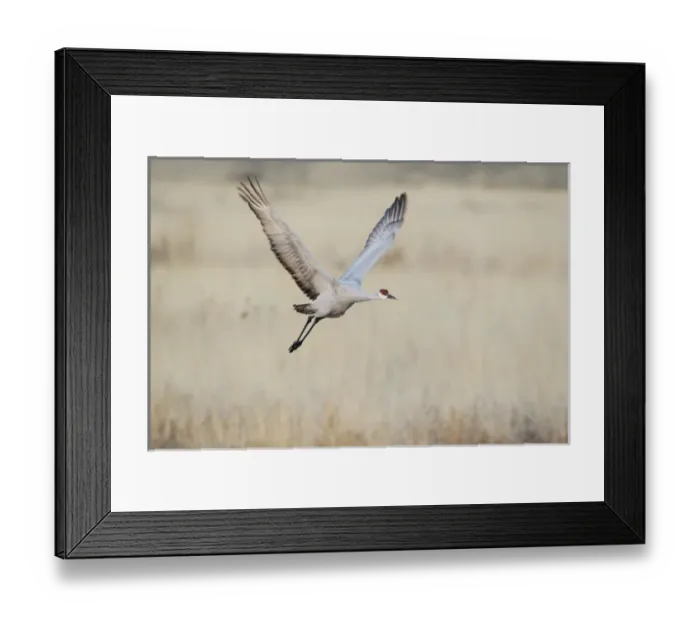 Framed Print : Sandhill Crane (Grus canadensis) in flight over grassland Framed Print : Sandhill Crane (Grus canadensis) in flight over grassland