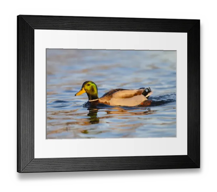 Framed Print : Mallard (Anas platyrhynchos) male swimming