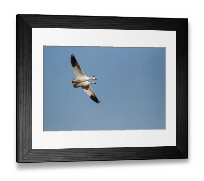 Framed Print : Snow Geese (Chen caerulescens) pair in flight Framed Print : Snow Geese (Chen caerulescens) pair in flight