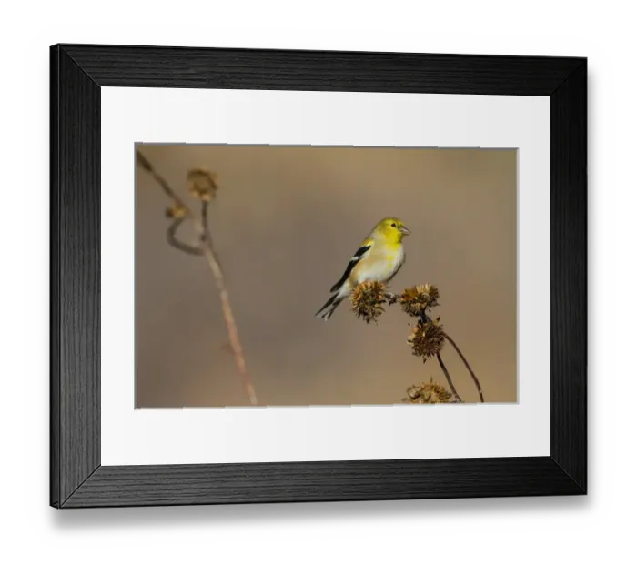 Framed Print : American Goldfinch (Spinus tristis) feeding on sunflower seeds