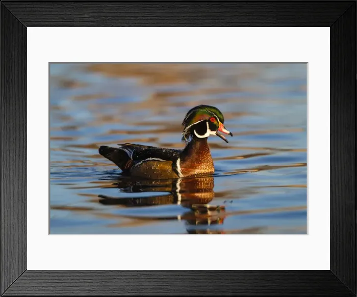 Framed Print : Wood Ducks (Aix sponsa) male in pond Framed Print : Wood Ducks (Aix sponsa) male in pond