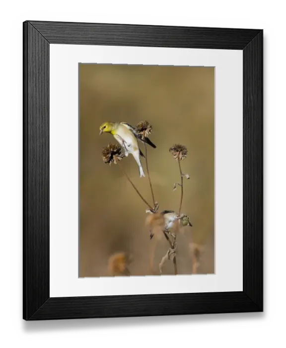 Framed Print : American Goldfinch (Spinus tristis) feeding on sunflower seeds