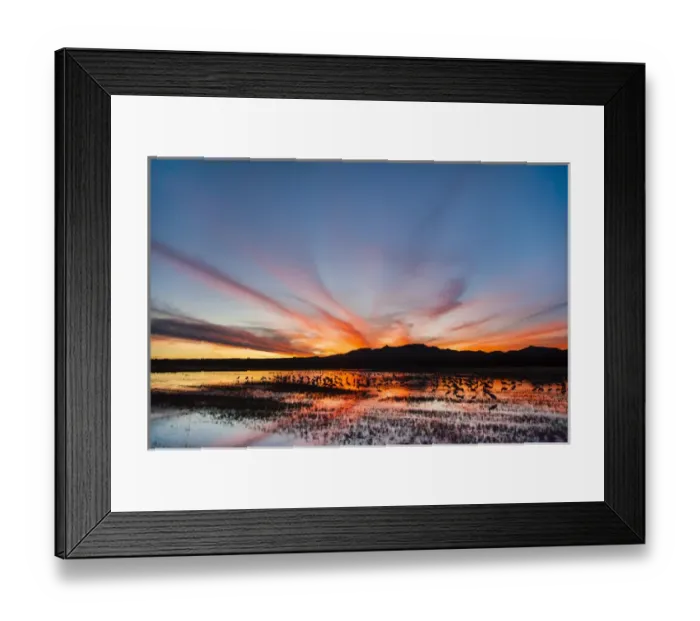 Framed Print : Sandhill Crane (Grus canadensis) on roost marsh Framed Print : Sandhill Crane (Grus canadensis) on roost marsh