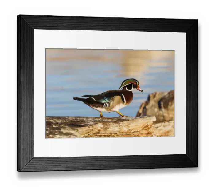 Framed Print : Wood Ducks (Aix sponsa) male resting on tree stump Framed Print : Wood Ducks (Aix sponsa) male resting on tree stump