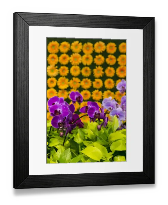 Framed Print : New York City, NY, USA. Floral displays for spring Framed Print : New York City, NY, USA. Floral displays for spring