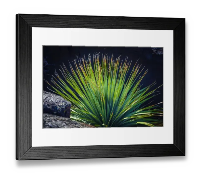 Framed Print : Succulent on the Malpais Nature Trail, Valley of Fires Natural Recreation Area, Carrizozo Framed Print : Succulent on the Malpais Nature Trail, Valley of Fires Natural Recreation Area, Carrizozo