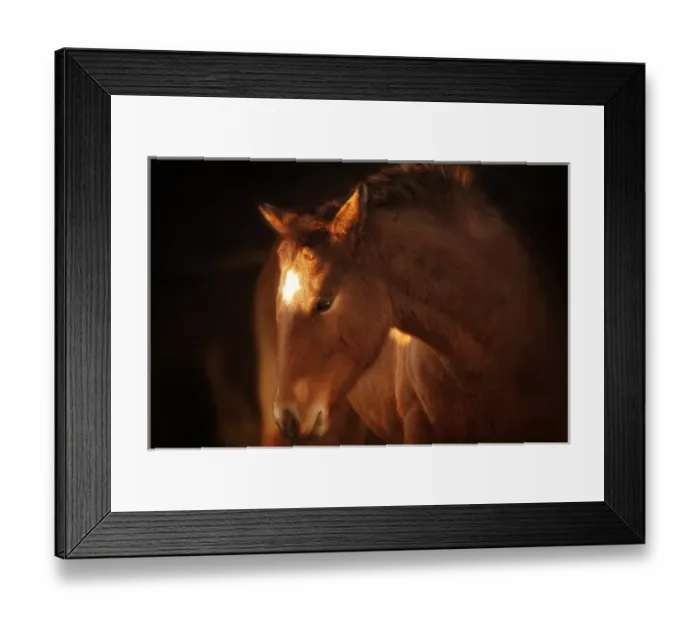 Framed Print : Portrait of brown foal in soft light