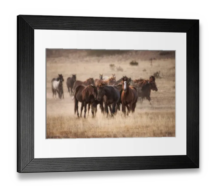 Framed Print : Herd of horses in dry grasses of New Mexico Framed Print : Herd of horses in dry grasses of New Mexico