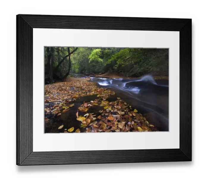 Framed Print : USA, New York, Adirondack Mountains. Leaves and stream in forest Framed Print : USA, New York, Adirondack Mountains. Leaves and stream in forest