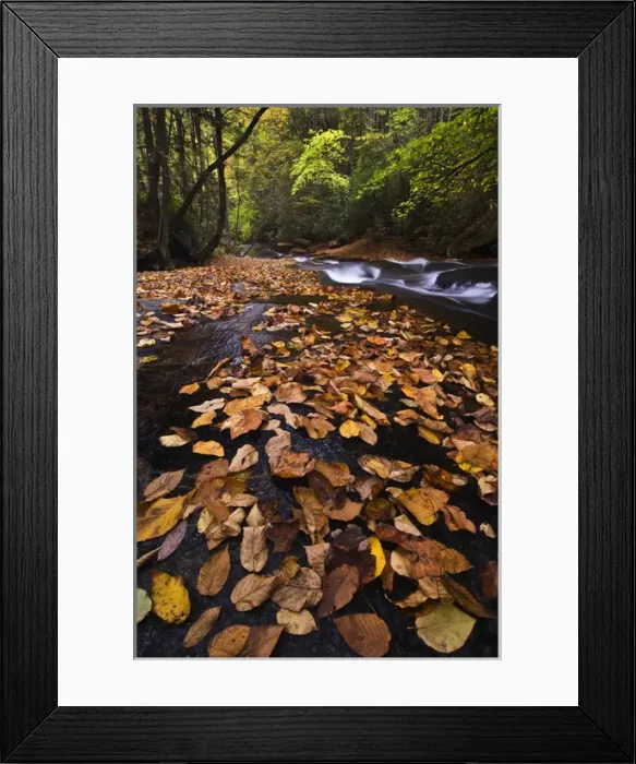 Framed Print : USA, New York, Adirondack Mountains. Leaves and stream in forest