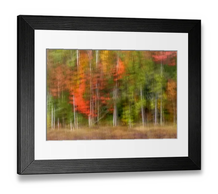 Framed Print : USA, New York, Adirondack Mountains. Abstract of forest