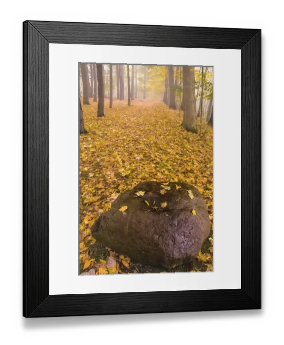 Framed Print : USA, New York, Letchworth State Park. Autumn forest scenic Framed Print : USA, New York, Letchworth State Park. Autumn forest scenic