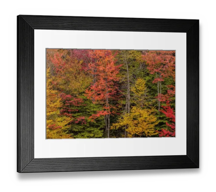 Framed Print : USA, New York, Adirondack Mountains. Autumn-colored trees
