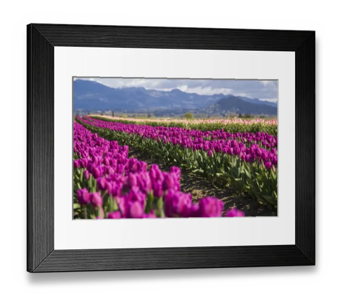 Framed Print : North America, United States, Washington, Mount Vernon, tulip fields bloom Framed Print : North America, United States, Washington, Mount Vernon, tulip fields bloom